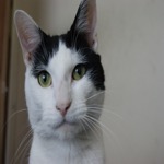 Mister Portrait